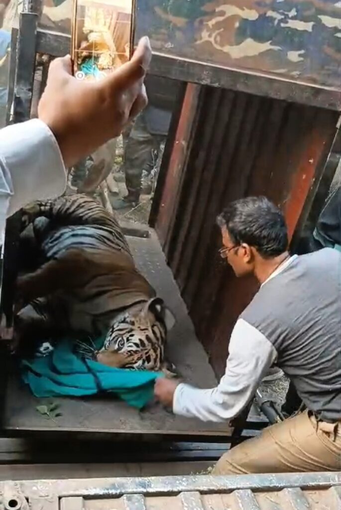 বাঘ মানুষকে ধরে খেয়ে ফেলে। তবে মানুষ ও যে ভাগ ধরতে পারে ।সেটা জিনাতকে ধরার পর বুঝিয়ে দিল মনে কর্মীরা।