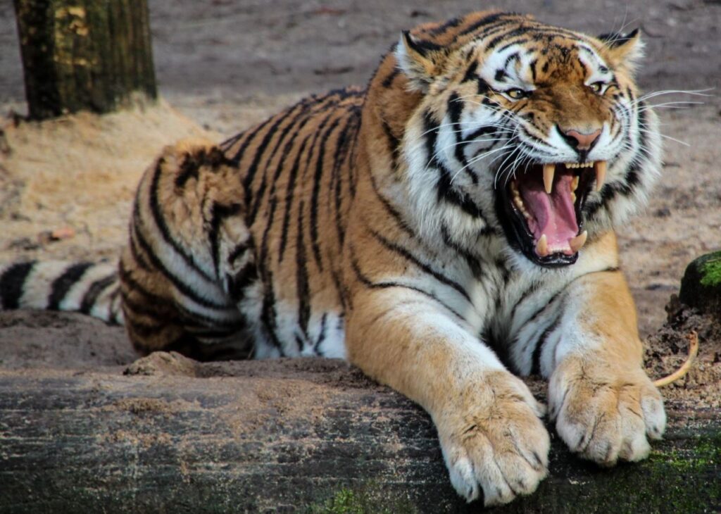 TIGER: বাঘেদের আনাগোনা!