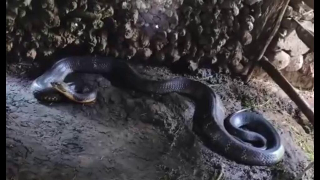 কোবরা উদ্ধার